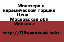 Монстера в керамическом горшке › Цена ­ 1 000 - Московская обл., Москва г.  »    